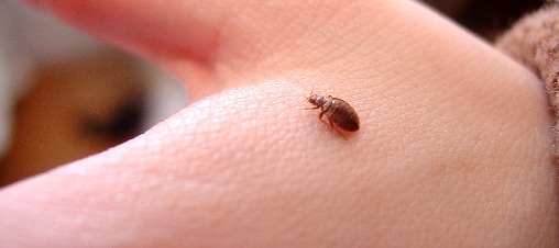 how-to-get-rid-of-bed-bugs-bites-treatment How to Get Rid of Bed Bugs and Bite Treatments Houston Dermatologist