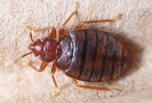 bed-bugs-treatment Houston Dermatologist FAQ: What Are Bed bugs And Treatment For Them  Houston Dermatologist